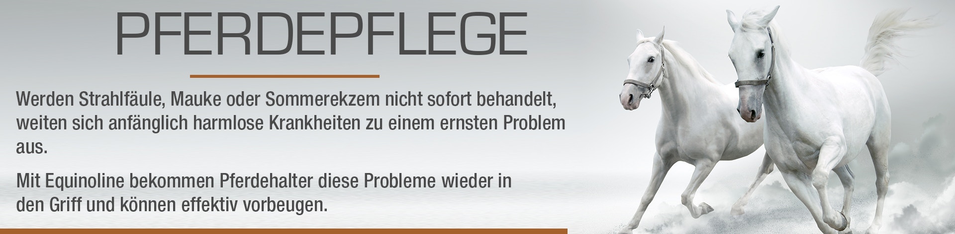Pflerdepflege Kategorie Headerbild